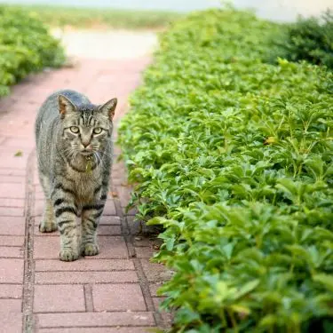 Det kan du forvente af dine nye bunddækkeplanter